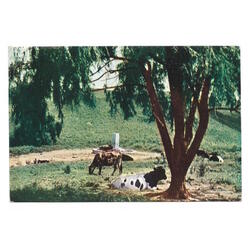 ARGENTINA. Tucumán. Departamento de Tafí. Motivo típico en L